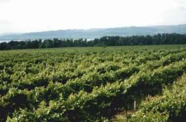 sanfte Hügel mit Weinstöcken am Balaton-Südufer
